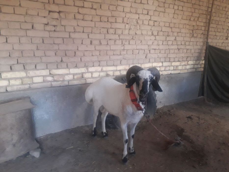 Qõy va qõchqorlarni yunggini chiroyli qilib olib beramiz