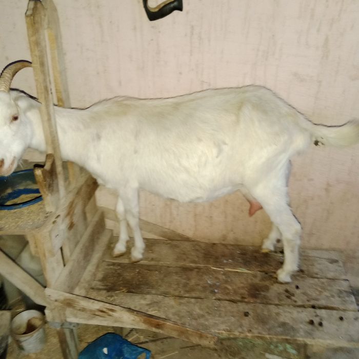 Орыс ешкі сатылады