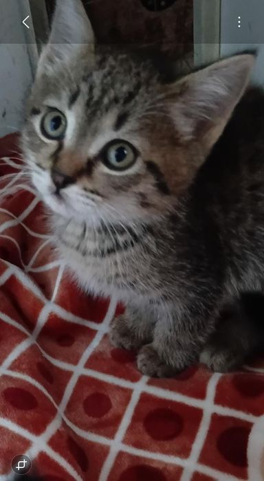 Котята мальчики и девочки