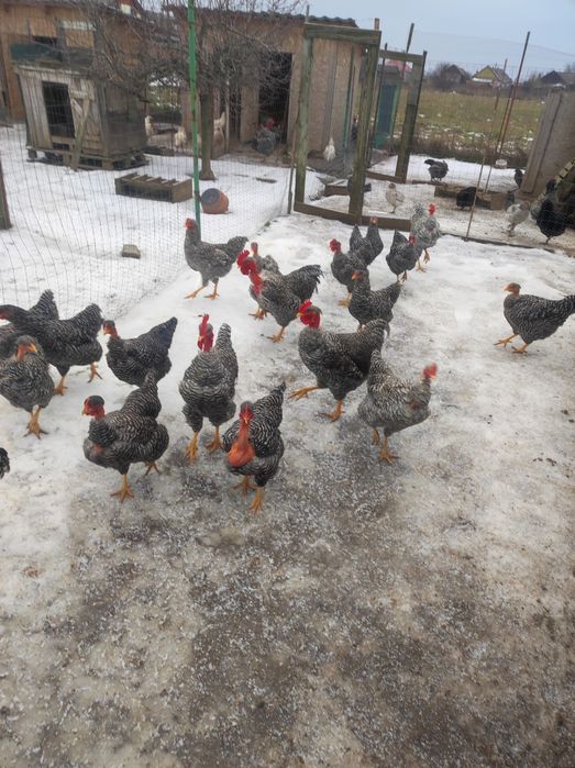 Vând puicuțe gât golaș