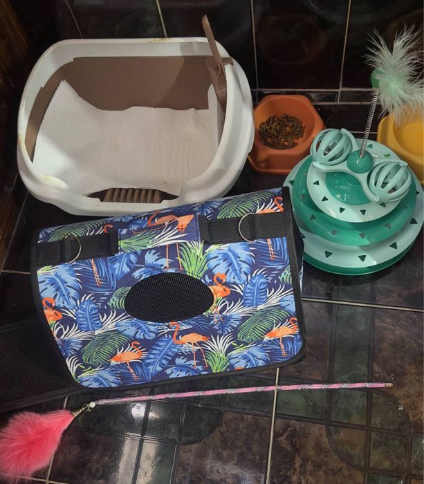 Scottish Fold toza qonli soglom