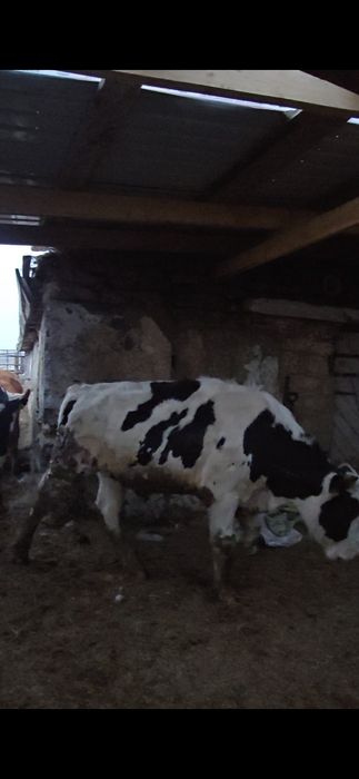 Были Голштины 1,5 года