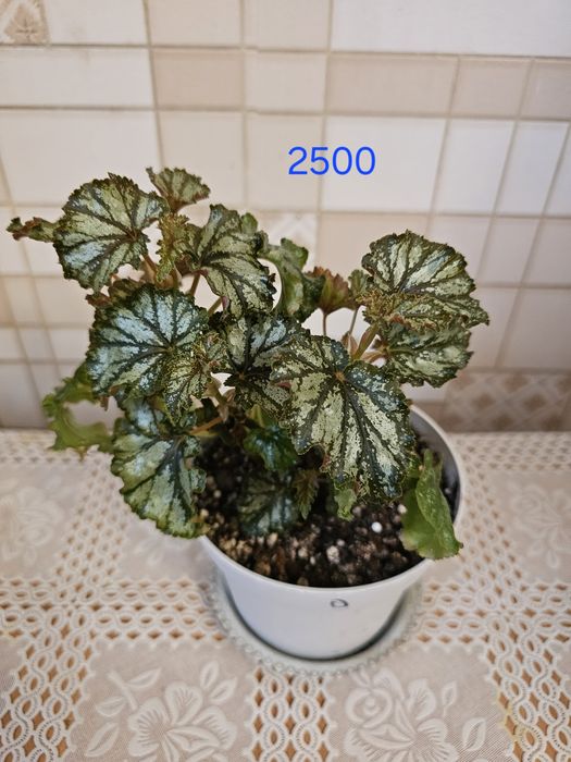 Обалденная бегония