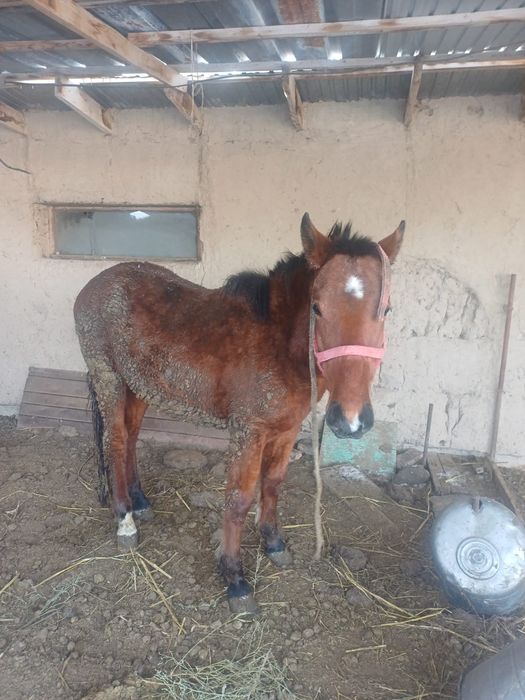 Продам кунан тай жылкы откорм