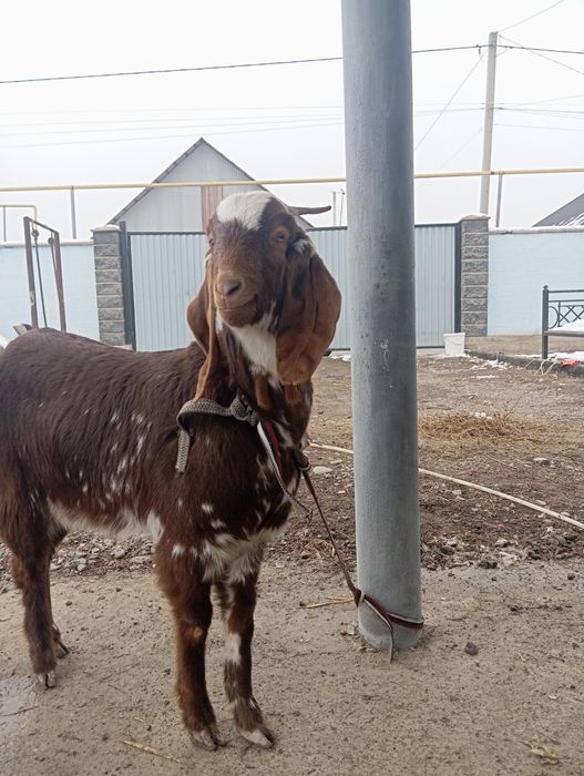 Коза,  Осы ешки сатылады