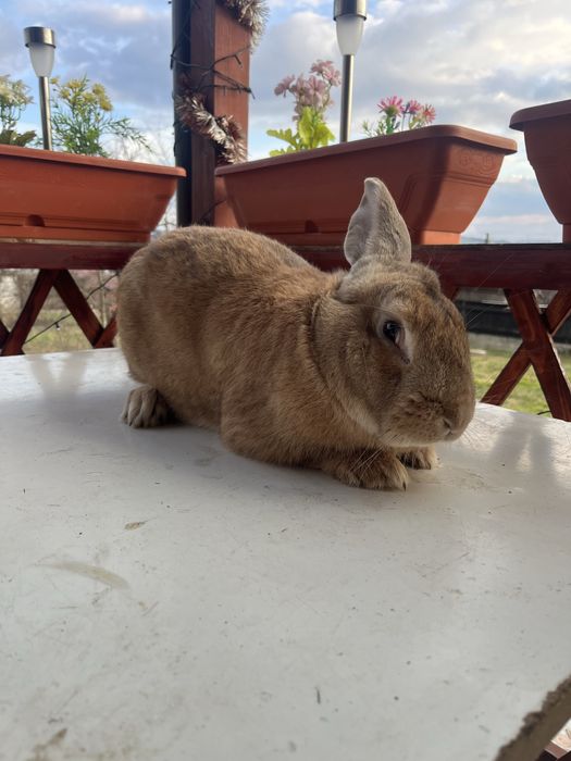 Iepuroi mascul de vanzare