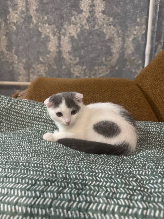 Продам котёнка мальчик 3 месяца