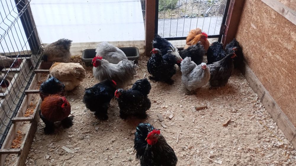 Oua cochinchina pitic