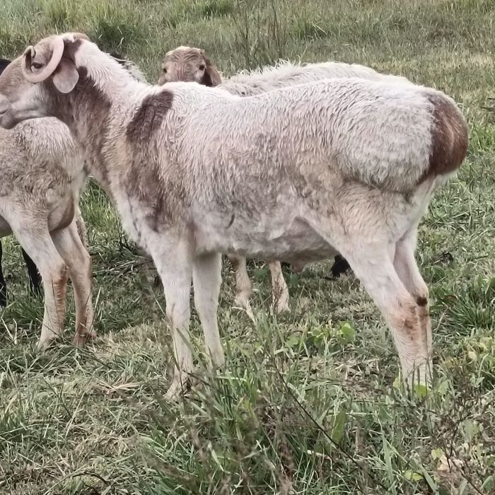 Продам Кошкар 220000