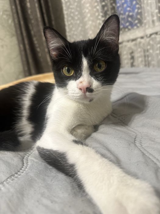 Кот, отдам в добрые руки