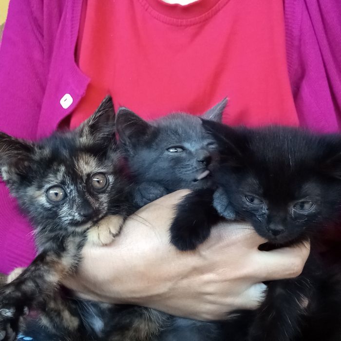 Отдам        котят