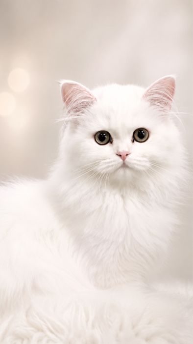Котята золотая и серебристая шиншилла ищут дом (продаются!)