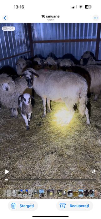 Vand oaie carabasa la a doua fatare si cu mia langa ea