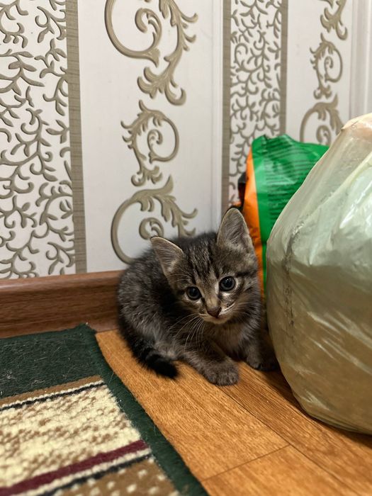 Котята, домашние, для пристройства, 1,5 месяца