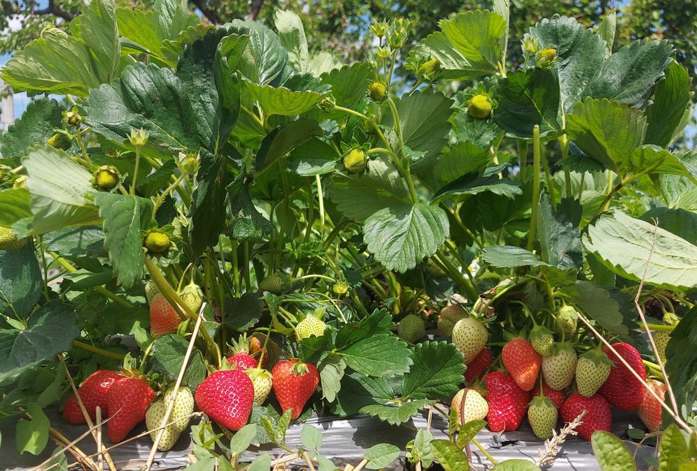 Comercializam stoloni capsuni , soiuri remontante Albion , Elsanta