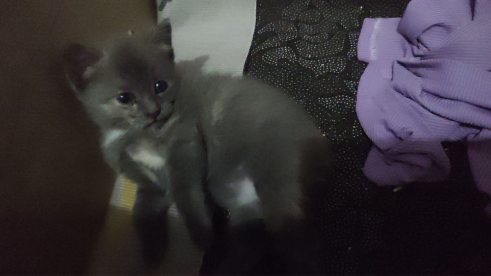 Отдаю котят в добрые руки