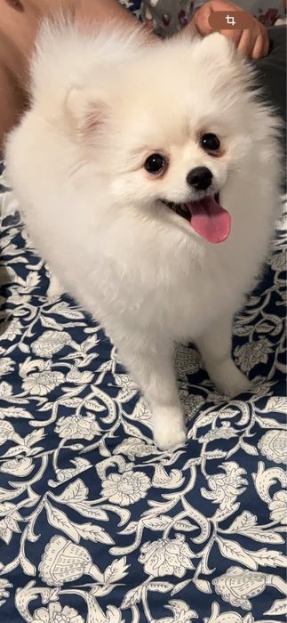 Se dă pomeranian