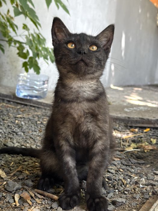 Отдам котенка, ищу дом, мальчик 5 месяцев