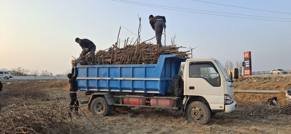 O‘tin uchun daraxtlar sotiladi