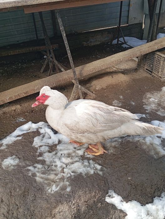 Индоутки продам в