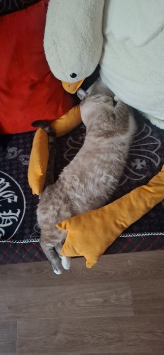 Отдам котика в хорошие руки