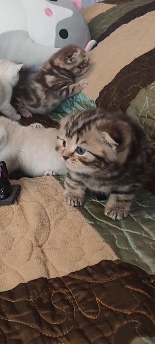 Шатланские котята