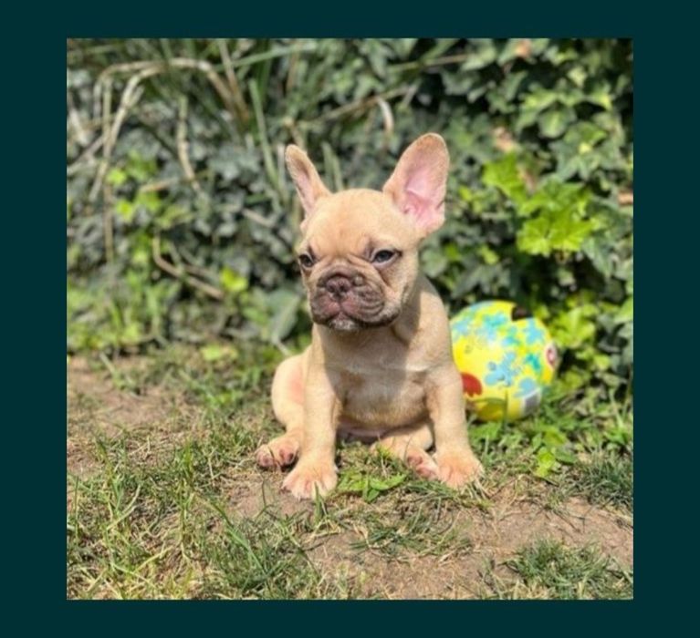 Bulldog francez femela pedigree