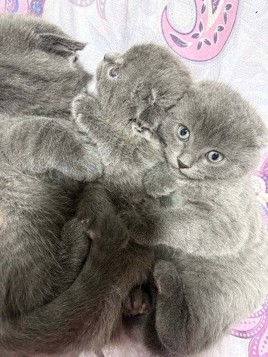 Вислоухие котята