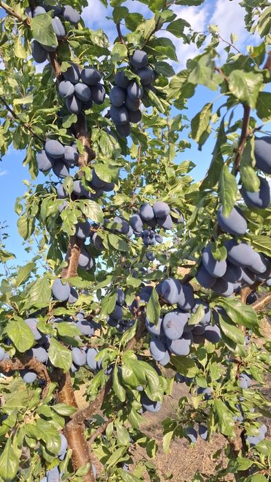 Vand prune stanley si anașpet pendru dulceața si consum