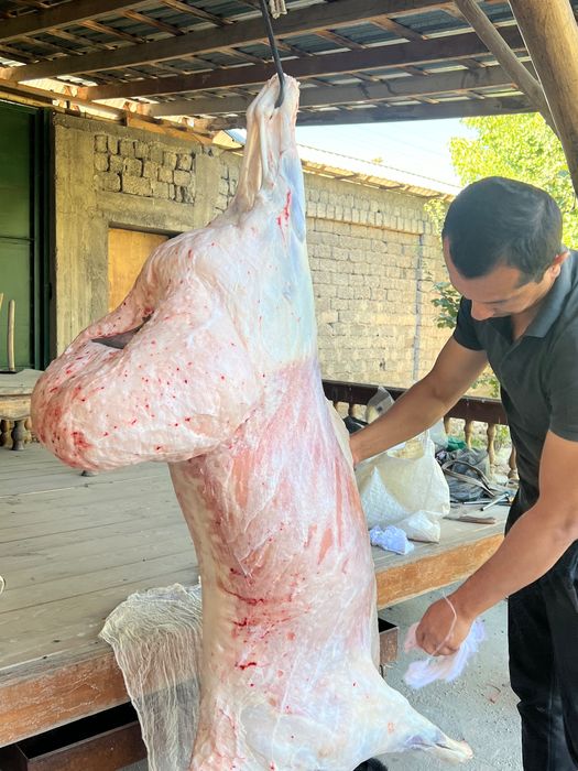 Тирик қўйлар ва қассоб, калла поча ва хасип