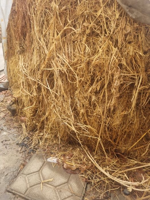 Hashaklar sotiladi bog'langan