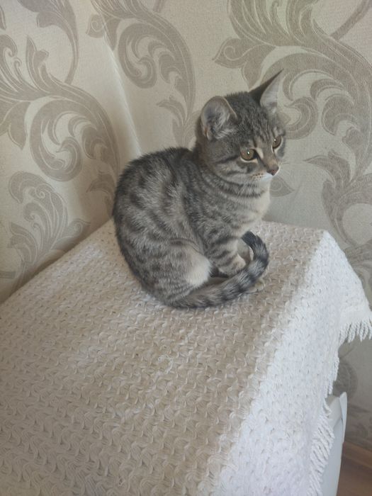 Отдам в ответственные руки