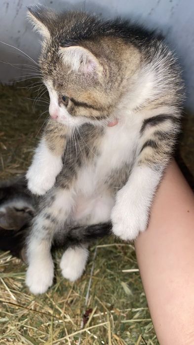 Котяте бесплатно