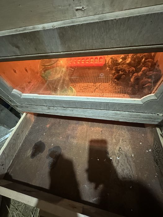 Кучинские ситцевые цыплята