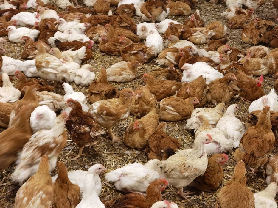 Vând pui mixti și de carne