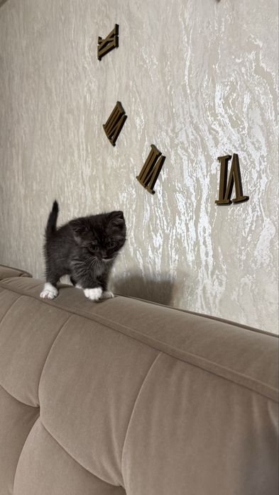 Отдам котенка в добрые руки