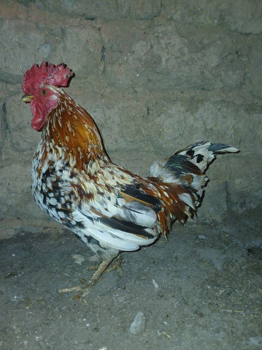 Таза Карлик қораздары