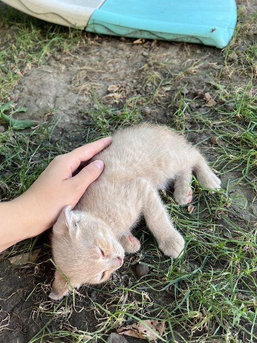 Отдам котенка в добрые руки