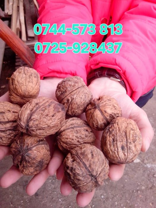 Vita de vie.Pomi columnari.Aluni.Nuci Chandler.Ciresi Prun Aronia >