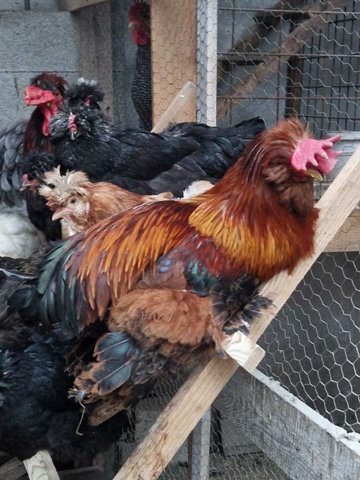 Oua pentru incubat si pui