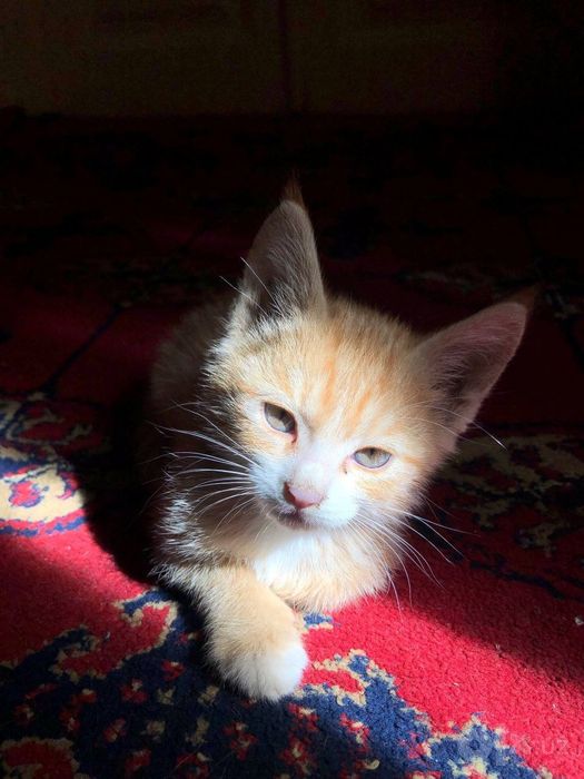 Котёнок даром в добрые руки