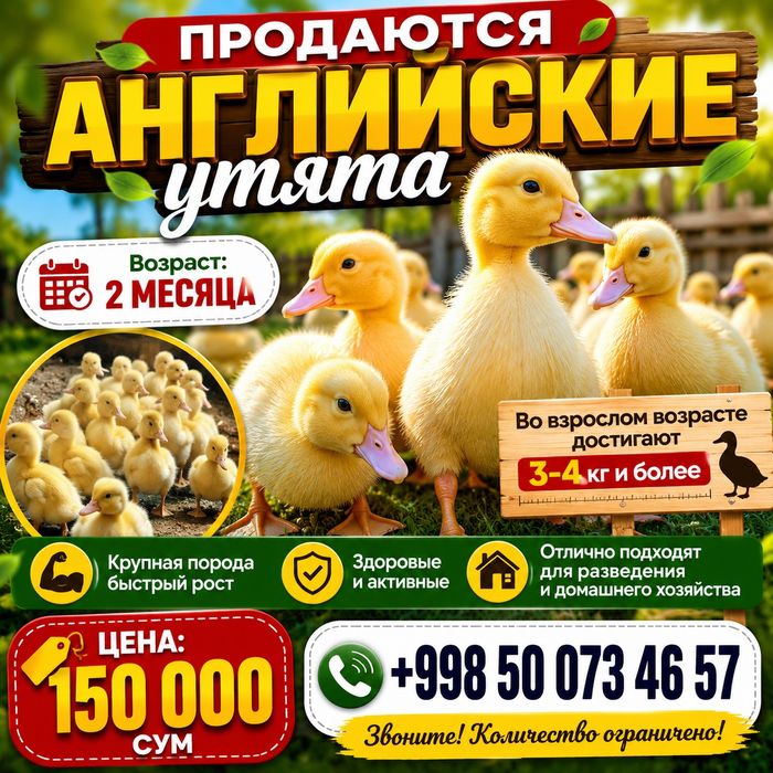 Продаются английские утята крупная порода