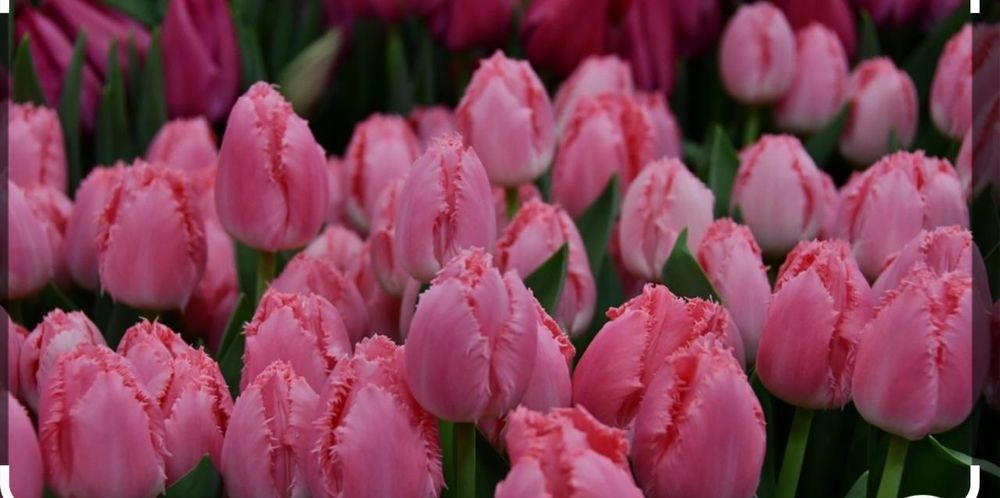 Свежие Тюльпаны для любимых