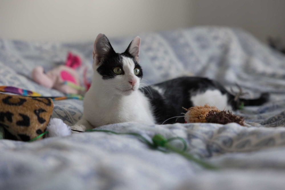 Pet sitting and boarding