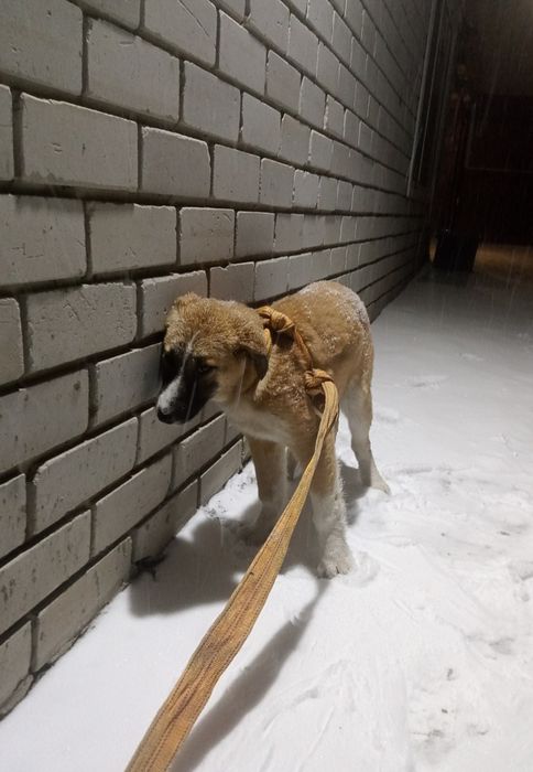 Продам щенка девочка