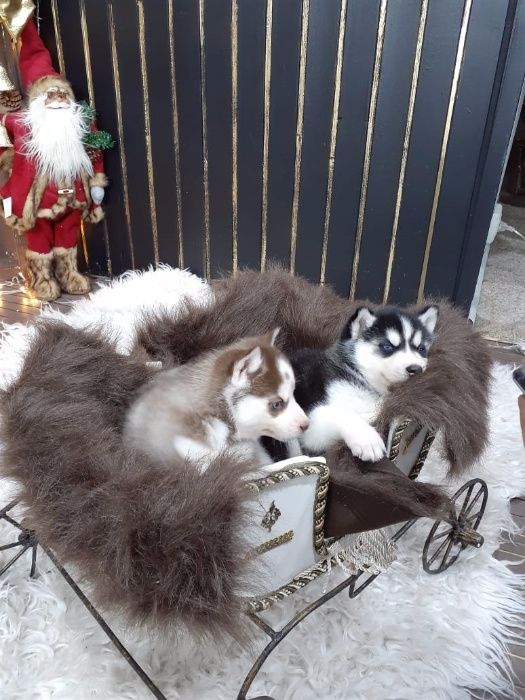 Шоколадная принцесса