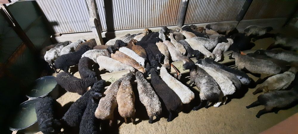 май семиз кой токты тусак кошкар