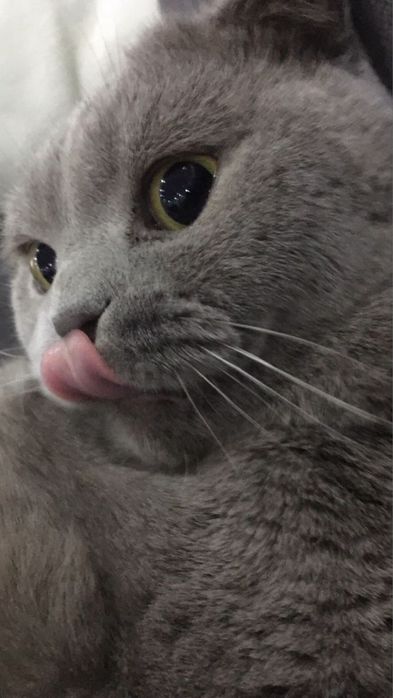 Кошка:Скотиш Фолд