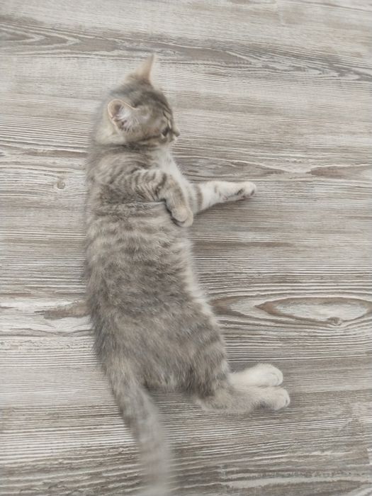 Бесплатно кошка с