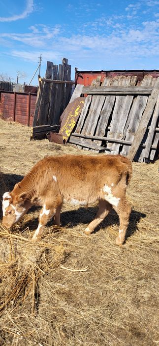 Продам телёнка [бычок]